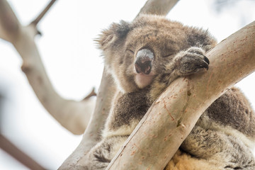 Koala im Flinders Chase Nationalpark, Kangaroo Island, Australien