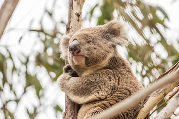Koala im Flinders Chase Nationalpark, Kangaroo Island, Australien