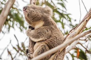 Koala im Flinders Chase Nationalpark, Kangaroo Island, Australien