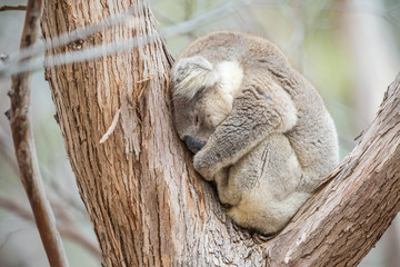 wilder, schlafender Koala (Kangaroo Island, Australien)