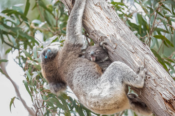 wilde Koala-Mama mit Jungem (Joey)