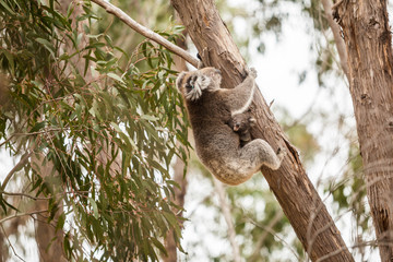 Fototapeta premium wilde Koala-Mama mit Jungem (Joey)