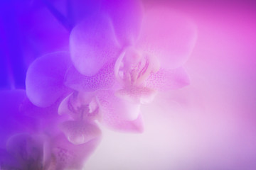 Naklejka na ściany i meble Orchidee in lila violett makro Hintergrund 