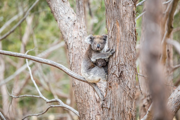 wilde Koala-Mama mit Jungem (Joey)