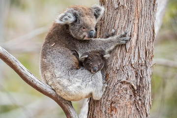 wilde Koala-Mama mit Jungem (Joey)