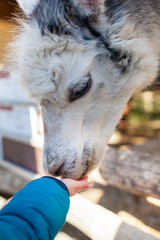 Feeding food from hand to an Alpaca on a farm. Alpaka auf Bauernhof von Hand füttern.