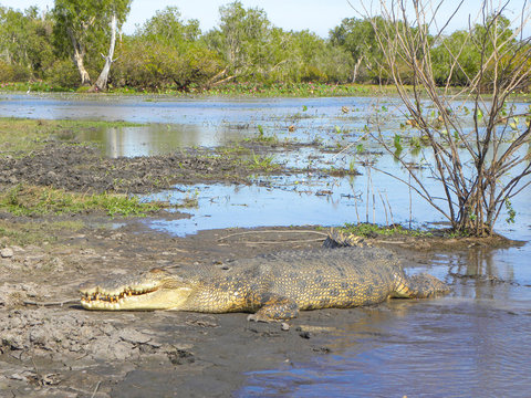 Giant Crocodile At Kimberley Western Australia West Coast Western Australia