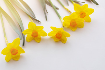 Fresh cutted yellow blooming daffodils on beige background with copy space