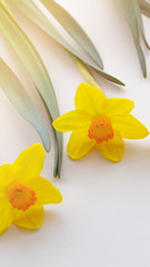 Fresh cutted yellow blooming daffodils on beige background with copy space