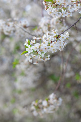 Full blossoming cherry tree branch with white flowers
