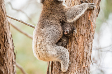 wilde Koala-Mama mit Jungem (Joey)