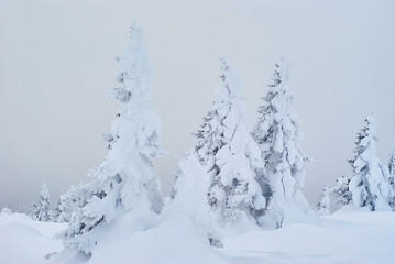 winter mountain landscape - snowy forest in a frosty haze