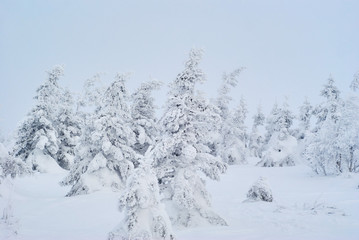 winter mountain landscape - snowy forest in a frosty haze