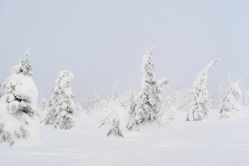 winter mountain landscape - snowy forest in a frosty haze