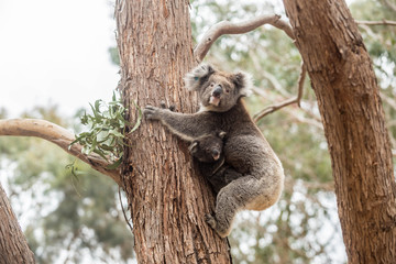 Fototapeta na wymiar wilde Koala-Mama mit Jungem (Joey)