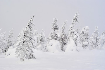 winter mountain landscape - snowy forest in a frosty haze