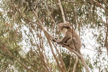 wilder Koala schwingt auf dünnem Ast