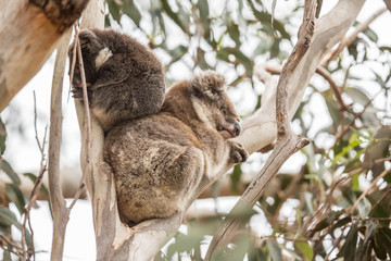 wilde Koala-Mama mit Jungem (Joey)