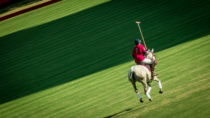 horse and polo rider