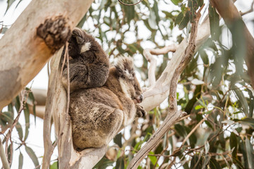 wilde Koala-Mama mit Jungem (Joey)