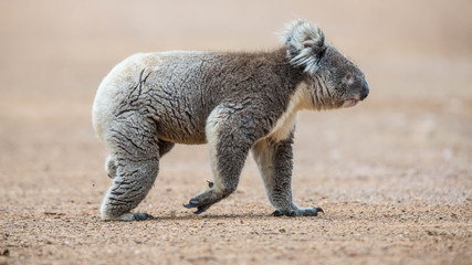Koala wechselt den Baum