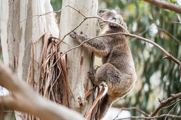 Koala ruft - wildes Australien
