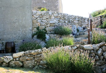 lavender in front of an old wall, Lubenice, island Cres, croatia