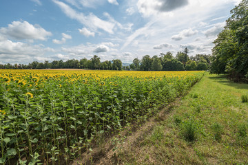 Fototapeta na wymiar Spacious field of blooming beautiful sunflowers with honey bees bees collecting nectar. Huge yellow flowers. Green trees, bright blue sky and white fluffy clouds in the blurred background