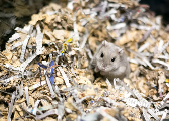 A pet hamster in a cage full of shredded paper as bedding material