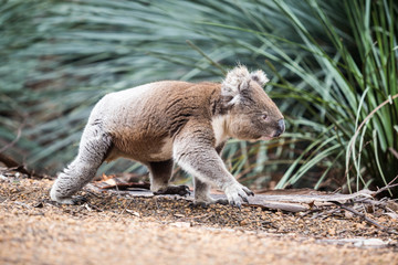 wilder Koala im Unterholz