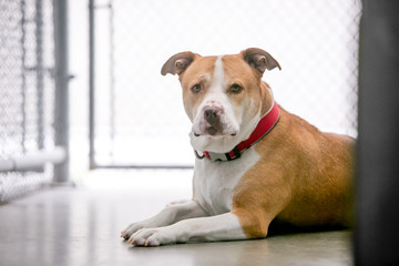 A red and white Pit Bull Terrier mixed breed dog in an animal shelter