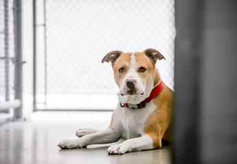 A red and white Pit Bull Terrier mixed breed dog in an animal shelter