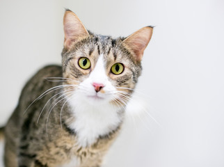 A domestic shorthair cat with brown tabby and white markings