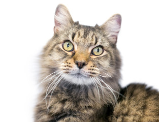 A fluffy Maine Coon mixed breed cat with brown tabby markings