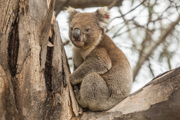wilder Koala auf seiner Astgabel