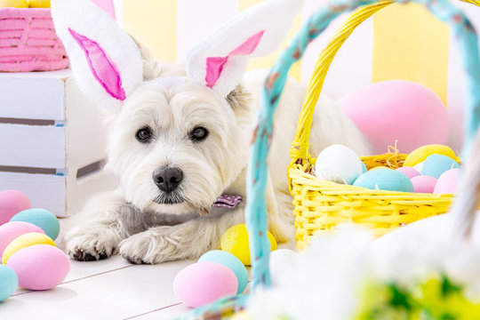 Funny west highland white terrier dressed in hare ears and pink bow tie is lying on floor. Baskets with colorful eggs are around on background. Dog is looking at festive decor. Happy easter concept.