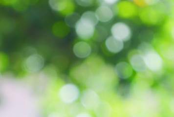 Obraz premium Nature background,nature bokeh blur background.