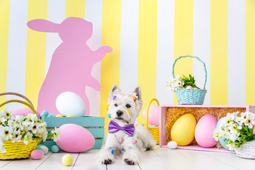 West highland white terrier dressed in pink bow tie is lying on floor around festive decor, baskets, flowers. Dog is decorated with colorful small eggs. Happy easter and spring concept.