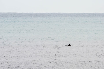 Delfin vor Kangaroo Island, Australien © Dominik Rueß