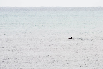 Delfin vor Kangaroo Island, Australien © Dominik Rueß