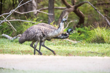Emus im Grampians Nationalpark, Australien