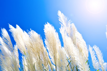 White feather grass against blue sky