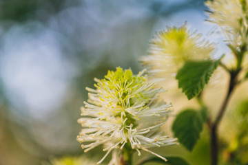 Close-up of white fothergilla flower in the spring