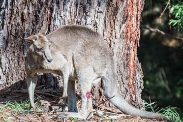 Känguruh im Grampians Nationalpark