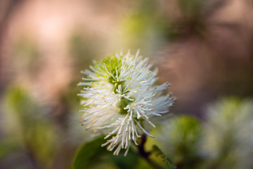 Close-up of white fothergilla flower in the spring