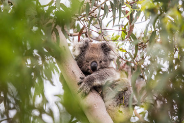 Koala, Cape Otway National Park, Australien