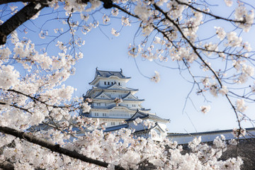 Cherry blossom at Himeji-jo castle, Kansai, Japan.