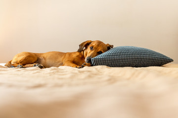 Dachshund dog relaxing like a human with the head on the pillow. Red wiener dog cuddle on the bed.