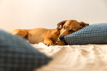 Dachshund dog sleeping like a human with the head on the pillow. Red wiener dog resting on the bed.