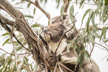 Fototapeta premium Koala mit Joey, Cape Otway National Park, Australien
